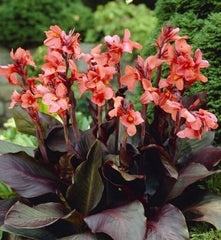 Angel Martin Canna Bulbs Perennial Growing Bonsai Roots Rhizomes Corms Tubers Potted Planting Reblooming Fragrant Garden Species Blooms Flower Seeds Plant Gardening