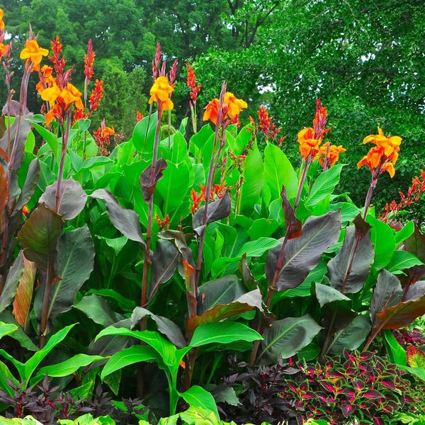 African Arrowroot Canna Bulbs Perennial Growing Bonsai Roots Rhizomes Corms Tubers Potted Planting Reblooming Fragrant Garden Species Blooms Flower Seeds Plant Gardening