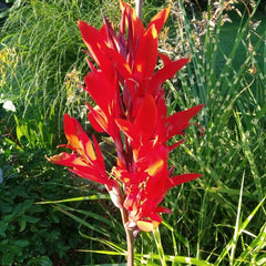 Hot Sell Canna Bulbs Perennial Growing Bonsai Roots Rhizomes Corms Tubers Potted Planting Reblooming Fragrant Garden Species Blooms Flower Seeds Plant Gardening - Seedsplant