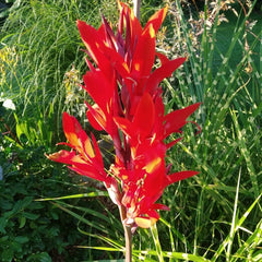 Grow Canna Bulbs Perennial Growing Bonsai Roots Rhizomes Corms Tubers Potted Planting Reblooming Fragrant Garden Species Blooms Flower Seeds Plant Gardening