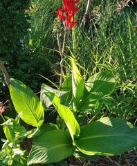 Grow Canna Bulbs Perennial Growing Bonsai Roots Rhizomes Corms Tubers Potted Planting Reblooming Fragrant Garden Species Blooms Flower Seeds Plant Gardening