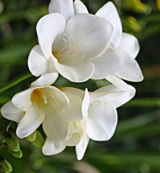 White Freesia Bulbs Growing Bonsai Roots Rhizomes Corms Tubers Potted Planting Reblooming Fragrant Garden Species Blooms Flower Seeds Plant Gardening