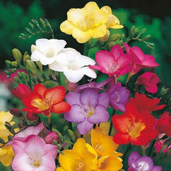 Royal Crown Freesia Bulbs Growing Bonsai Roots Rhizomes Corms Tubers Potted Planting Reblooming Fragrant Garden Species Blooms Flower Seeds Plant Gardening