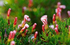Onion Red White Oxalis Bulbs Wood Sorrel Shamrock Perennial Growing Bonsai Roots Rhizomes Corms Tubers Potted Planting Reblooming Fragrant Garden Species Blooms Flower Seeds Plant Gardening