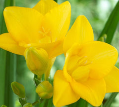Yellow Single Freesia Bulbs Growing Bonsai Roots Rhizomes Corms Tubers Potted Planting Reblooming Fragrant Garden Species Blooms Flower Seeds Plant Gardening - Seedsplant