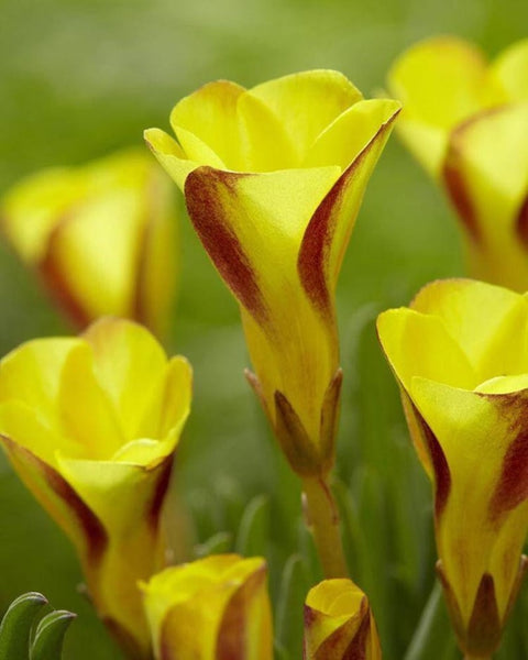 Gold Yellow Oxalis Bulbs Wood Sorrel Shamrock Perennial Growing Bonsai Roots Rhizomes Corms Tubers Potted Planting Reblooming Fragrant Garden Species Blooms Flower Seeds Plant Gardening