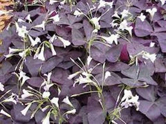 Hot Sell Oxalis Bulbs Wood Sorrel Shamrock Perennial Growing Bonsai Roots Rhizomes Corms Tubers Potted Planting Reblooming Fragrant Garden Species Blooms Flower Seeds Plant Gardening