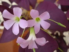 Hot Sell Oxalis Bulbs Wood Sorrel Shamrock Perennial Growing Bonsai Roots Rhizomes Corms Tubers Potted Planting Reblooming Fragrant Garden Species Blooms Flower Seeds Plant Gardening