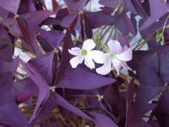 Hot Sell Oxalis Bulbs Wood Sorrel Shamrock Perennial Growing Bonsai Roots Rhizomes Corms Tubers Potted Planting Reblooming Fragrant Garden Species Blooms Flower Seeds Plant Gardening