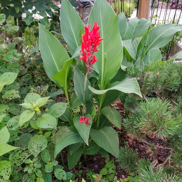 Grow Canna Bulbs Perennial Growing Bonsai Roots Rhizomes Corms Tubers Potted Planting Reblooming Fragrant Garden Species Blooms Flower Seeds Plant Gardening