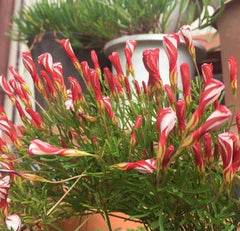 Onion Red White Oxalis Bulbs Wood Sorrel Shamrock Perennial Growing Bonsai Roots Rhizomes Corms Tubers Potted Planting Reblooming Fragrant Garden Species Blooms Flower Seeds Plant Gardening