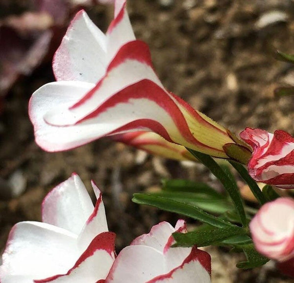 Onion Red White Oxalis Bulbs Wood Sorrel Shamrock Perennial Growing Bonsai Roots Rhizomes Corms Tubers Potted Planting Reblooming Fragrant Garden Species Blooms Flower Seeds Plant Gardening