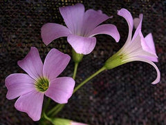 Hot Sell Oxalis Bulbs Wood Sorrel Shamrock Perennial Growing Bonsai Roots Rhizomes Corms Tubers Potted Planting Reblooming Fragrant Garden Species Blooms Flower Seeds Plant Gardening