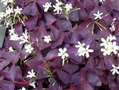Hot Sell Oxalis Bulbs Wood Sorrel Shamrock Perennial Growing Bonsai Roots Rhizomes Corms Tubers Potted Planting Reblooming Fragrant Garden Species Blooms Flower Seeds Plant Gardening