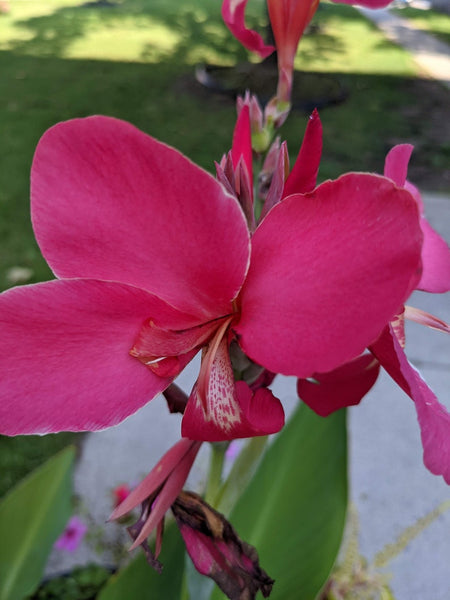 Hot Sell Canna Bulbs Perennial Growing Bonsai Roots Rhizomes Corms Tubers Potted Planting Reblooming Fragrant Garden Species Blooms Flower Seeds Plant Gardening