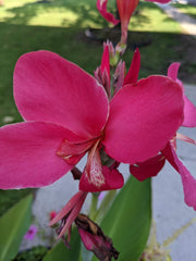 Hot Sell Canna Bulbs Perennial Growing Bonsai Roots Rhizomes Corms Tubers Potted Planting Reblooming Fragrant Garden Species Blooms Flower Seeds Plant Gardening - Seedsplant