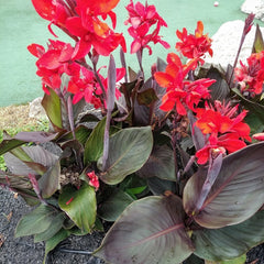 Hot Sell Canna Bulbs Perennial Growing Bonsai Roots Rhizomes Corms Tubers Potted Planting Reblooming Fragrant Garden Species Blooms Flower Seeds Plant Gardening - Seedsplant