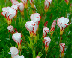 Candy Cane Oxalis Bulbs Wood Sorrel Shamrock Perennial Growing Bonsai Roots Rhizomes Corms Tubers Potted Planting Reblooming Fragrant Garden Species Blooms Flower Seeds Plant Gardening