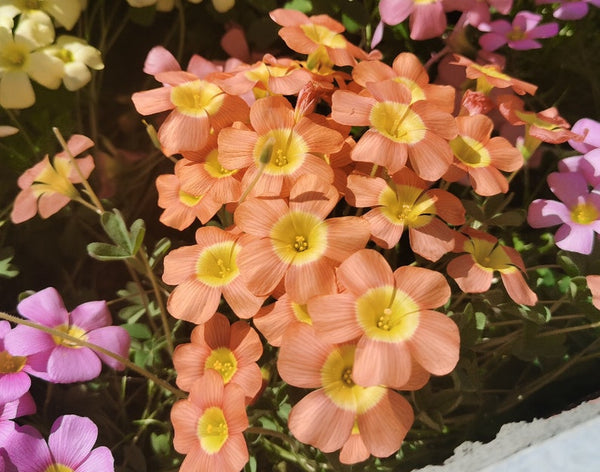 Coppery Orange Oxalis Bulbs Wood Sorrel Shamrock Perennial Growing Bonsai Roots Rhizomes Corms Tubers Potted Planting Reblooming Fragrant Garden Species Blooms Flower Seeds Plant Gardening