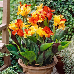 Yellow Red Canna Bulbs Perennial Growing Bonsai Roots Rhizomes Corms Tubers Potted Planting Reblooming Fragrant Garden Species Blooms Flower Seeds Plant Gardening - Seedsplant