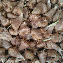 Double Orange Freesia Bulbs Growing Bonsai Roots Rhizomes Corms Tubers Potted Planting Reblooming Fragrant Garden Species Blooms Flower Seeds Plant Gardening