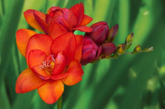 Double Red Freesia Bulbs Growing Bonsai Roots Rhizomes Corms Tubers Potted Planting Reblooming Fragrant Garden Species Blooms Flower Seeds Plant Gardening