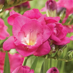 Pink Double Freesia Bulbs Growing Bonsai Roots Rhizomes Corms Tubers Potted Planting Reblooming Fragrant Garden Species Blooms Flower Seeds Plant Gardening