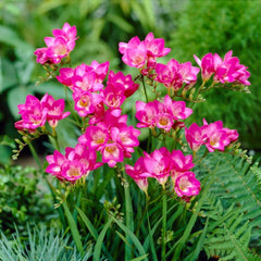 Pink Double Freesia Bulbs Growing Bonsai Roots Rhizomes Corms Tubers Potted Planting Reblooming Fragrant Garden Species Blooms Flower Seeds Plant Gardening