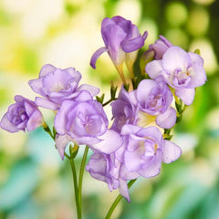 Double Purple Freesia Bulbs Growing Bonsai Roots Rhizomes Corms Tubers Potted Planting Reblooming Fragrant Garden Species Blooms Flower Seeds Plant Gardening