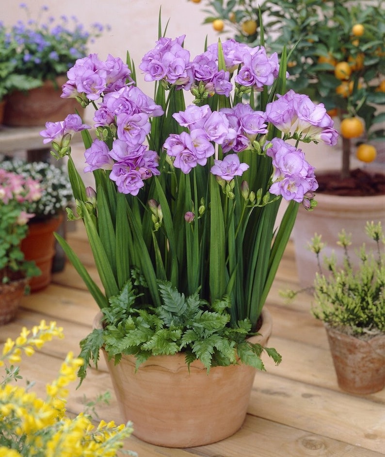 can you plant freesias in pots Double Purple Freesia Bulbs Growing Bonsai Roots Rhizomes Corms Tubers Potted Planting Reblooming Fragrant Garden Species Blooms Flower Seeds Plant Gardening