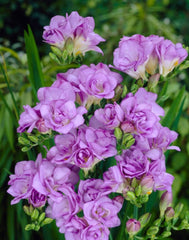 Double Purple Freesia Bulbs Growing Bonsai Roots Rhizomes Corms Tubers Potted Planting Reblooming Fragrant Garden Species Blooms Flower Seeds Plant Gardening