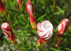 Candy Cane Oxalis Bulbs Wood Sorrel Shamrock Perennial Growing Bonsai Roots Rhizomes Corms Tubers Potted Planting Reblooming Fragrant Garden Species Blooms Flower Seeds Plant Gardening