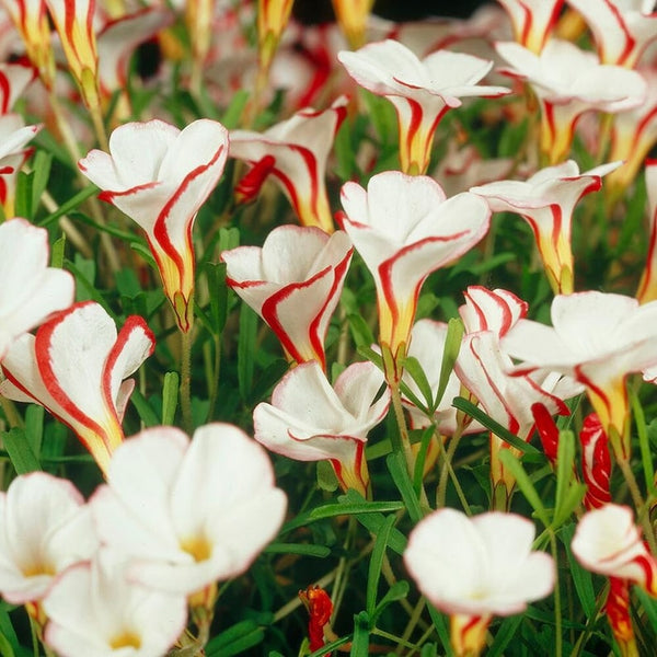 Candy Cane Oxalis Bulbs Wood Sorrel Shamrock Perennial Growing Bonsai Roots Rhizomes Corms Tubers Potted Planting Reblooming Fragrant Garden Species Blooms Flower Seeds Plant Gardening