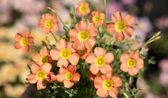 Coppery Orange Oxalis Bulbs Wood Sorrel Shamrock Perennial Growing Bonsai Roots Rhizomes Corms Tubers Potted Planting Reblooming Fragrant Garden Species Blooms Flower Seeds Plant Gardening