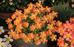 Coppery Orange Oxalis Bulbs Wood Sorrel Shamrock Perennial Growing Bonsai Roots Rhizomes Corms Tubers Potted Planting Reblooming Fragrant Garden Species Blooms Flower Seeds Plant Gardening