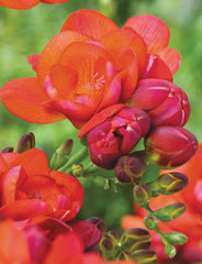 Double Red Freesia Bulbs Growing Bonsai Roots Rhizomes Corms Tubers Potted Planting Reblooming Fragrant Garden Species Blooms Flower Seeds Plant Gardening