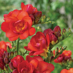 Double Red Freesia Bulbs Growing Bonsai Roots Rhizomes Corms Tubers Potted Planting Reblooming Fragrant Garden Species Blooms Flower Seeds Plant Gardening