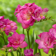 Pink Double Freesia Bulbs Growing Bonsai Roots Rhizomes Corms Tubers Potted Planting Reblooming Fragrant Garden Species Blooms Flower Seeds Plant Gardening