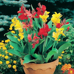 Indica Mixture Canna Bulbs Perennial Growing Bonsai Roots Rhizomes Corms Tubers Potted Planting Reblooming Fragrant Garden Species Blooms Flower Seeds Plant Gardening