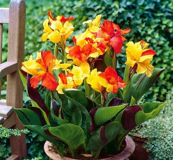 Indica Mixture Canna Bulbs Perennial Growing Bonsai Roots Rhizomes Corms Tubers Potted Planting Reblooming Fragrant Garden Species Blooms Flower Seeds Plant Gardening