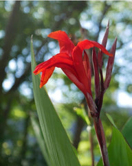 Red Canna Indica Bulbs Perennial Growing Bonsai Roots Rhizomes Corms Tubers Potted Planting Reblooming Fragrant Garden Species Blooms Flower Seeds Plant Gardening