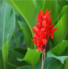 Red Canna Indica Bulbs Perennial Growing Bonsai Roots Rhizomes Corms Tubers Potted Planting Reblooming Fragrant Garden Species Blooms Flower Seeds Plant Gardening
