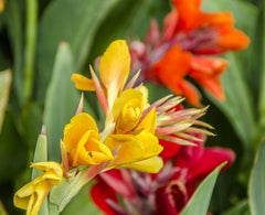 Indica Mixture Canna Bulbs Perennial Growing Bonsai Roots Rhizomes Corms Tubers Potted Planting Reblooming Fragrant Garden Species Blooms Flower Seeds Plant Gardening
