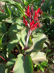 Cheap Canna Bulbs Perennial Growing Bonsai Roots Rhizomes Corms Tubers Potted Planting Reblooming Fragrant Garden Species Blooms Flower Seeds Plant Gardening