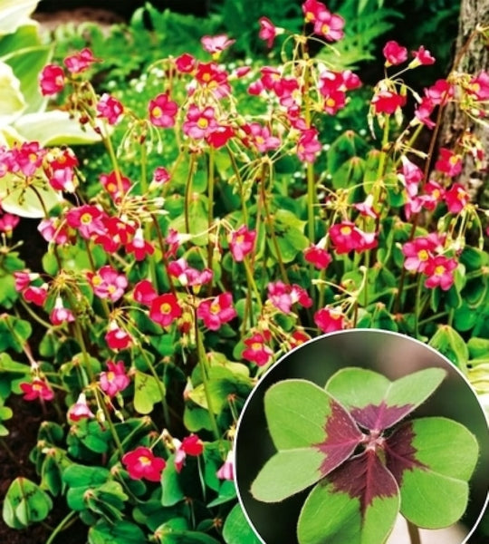 Four Leafed Oxalis Bulbs Wood Sorrel Shamrock Perennial Growing Bonsai Roots Rhizomes Corms Tubers Potted Planting Reblooming Fragrant Garden Species Blooms Flower Seeds Plant Gardening