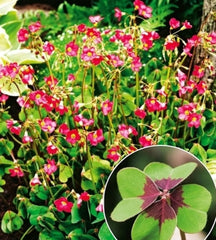 Four Leafed Oxalis Bulbs Wood Sorrel Shamrock Perennial Growing Bonsai Roots Rhizomes Corms Tubers Potted Planting Reblooming Fragrant Garden Species Blooms Flower Seeds Plant Gardening