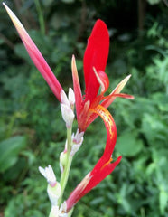 Cheap Canna Bulbs Perennial Growing Bonsai Roots Rhizomes Corms Tubers Potted Planting Reblooming Fragrant Garden Species Blooms Flower Seeds Plant Gardening