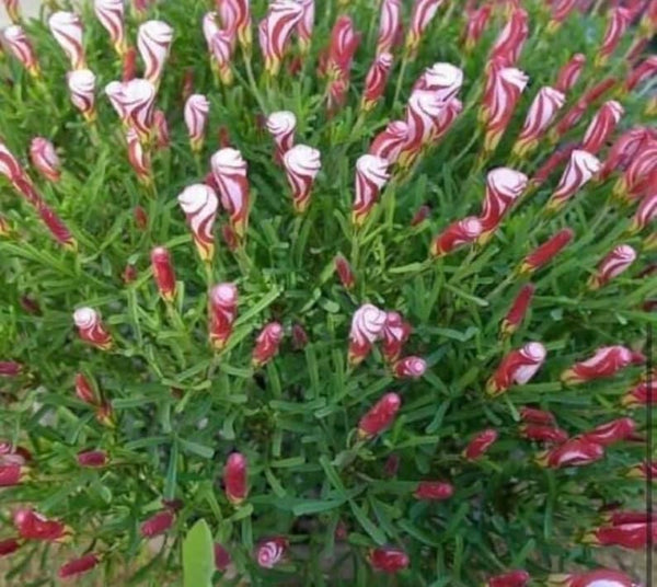 Onion Oxalis Bulbs Wood Sorrel Shamrock Perennial Growing Bonsai Roots Rhizomes Corms Tubers Potted Planting Reblooming Fragrant Garden Species Blooms Flower Seeds Plant Gardening