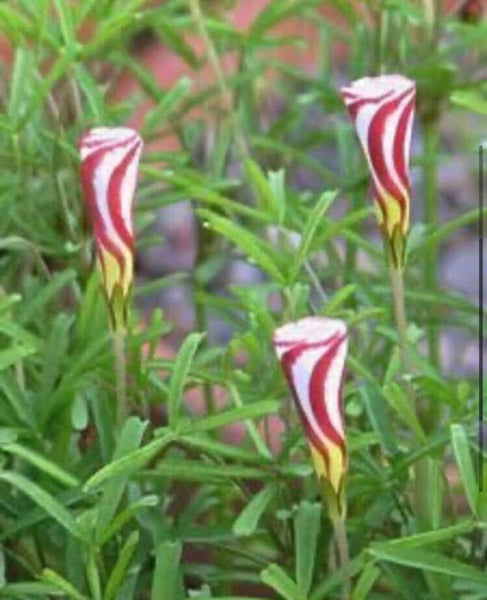 Onion Oxalis Bulbs Wood Sorrel Shamrock Perennial Growing Bonsai Roots Rhizomes Corms Tubers Potted Planting Reblooming Fragrant Garden Species Blooms Flower Seeds Plant Gardening