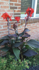 India Shot Canna Bulbs Perennial Growing Bonsai Roots Rhizomes Corms Tubers Potted Planting Reblooming Fragrant Garden Species Blooms Flower Seeds Plant Gardening